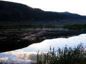 Ashley National Forest