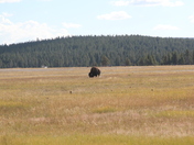 Yellowstone National Park