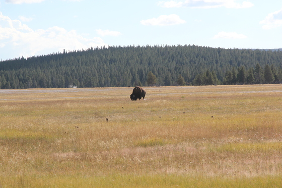 Yellowstone National Park