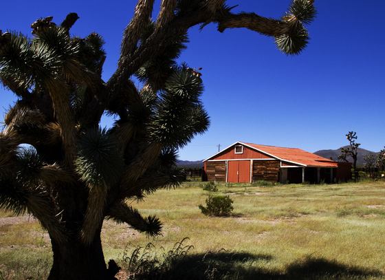 The Piute-Eldorado Desert Wildlife Management Area
