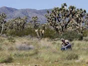 Wee Thump Joshua Tree Wilderness 