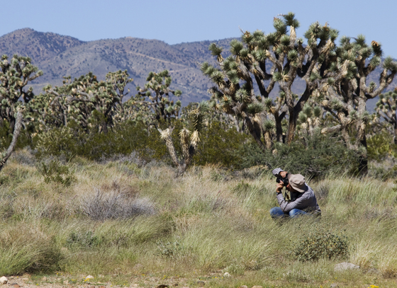 Wee Thump Joshua Tree Wilderness 