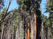 Sequoia National Park - Giant Forest