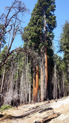 Sequoia National Park - Giant Forest