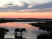 Assateague National, MD