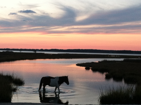Assateague National, MD