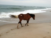 Assateague National, MD