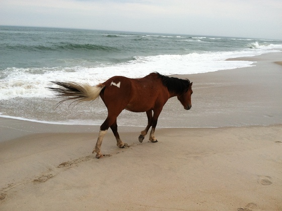 Assateague National, MD