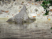 Everglades