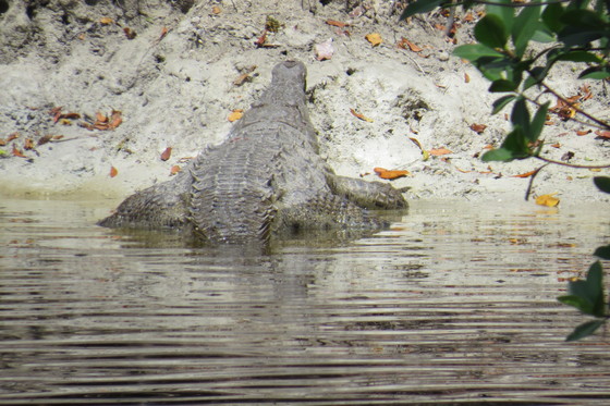 Everglades