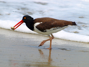 Assateague Island, VA