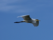 Blackwater US National Wildlife and Refuge