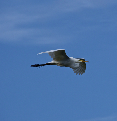 Blackwater US National Wildlife and Refuge