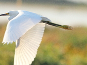 Pea Island National Wildlife Refuge
