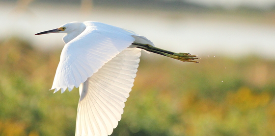 Pea Island National Wildlife Refuge