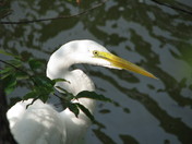 Chincoteague National Wildlife Refuge