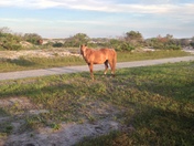 ASSATEAGUE ISLAND NATIONAL SEASHORE