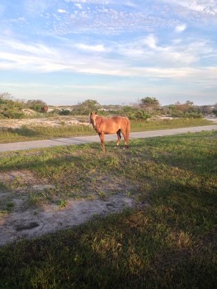 ASSATEAGUE ISLAND NATIONAL SEASHORE