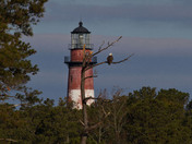Chincoteague NWR 