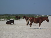Assateague National Park