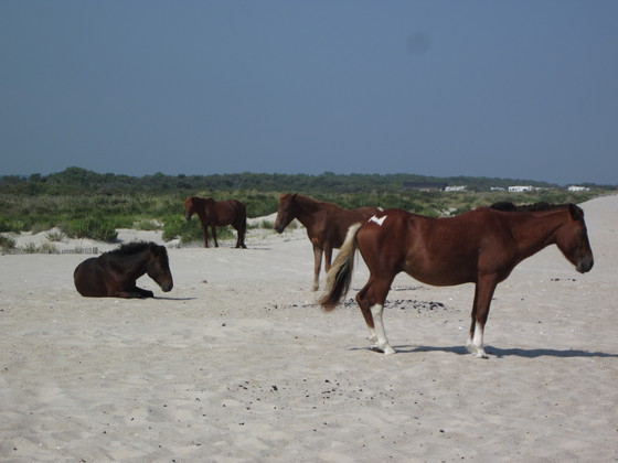 Assateague National Park