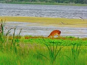 Assateague, MD