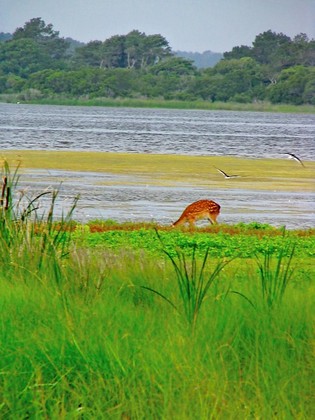 Assateague, MD