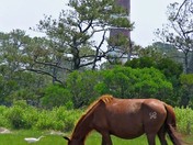 Assateague Maryland
