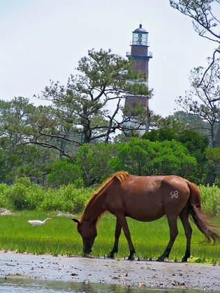 Assateague Maryland