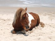 Assateague Island