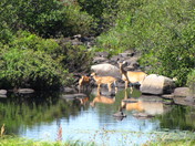 Superior National Forest