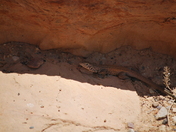 Donosaur National Monument