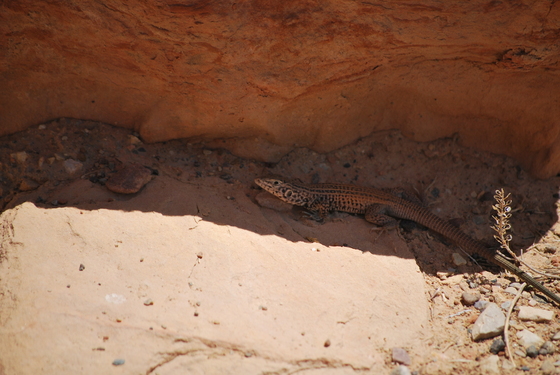 Donosaur National Monument