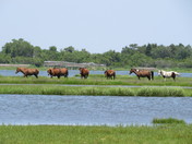 Assateague Island National Seashore