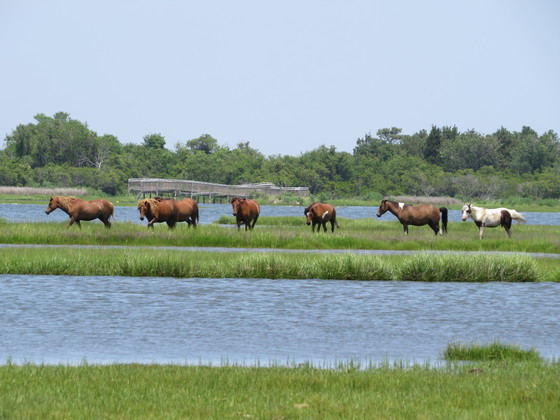 Assateague Island National Seashore