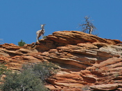 Zion National Park