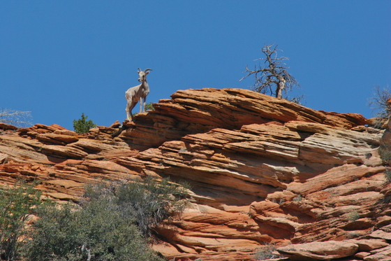 Zion National Park