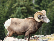 Rocky Mountain National Park