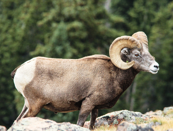 Rocky Mountain National Park