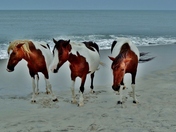 Assateague Island National Park