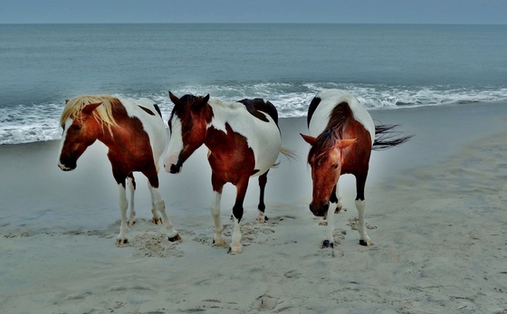 Assateague Island National Park