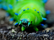 Cecropia Moth Caterpillar [3216x2136]