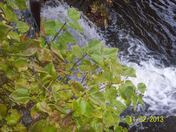 Autumn Leaves and Rain Runoff on the Moira