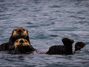 Kenai Fjords