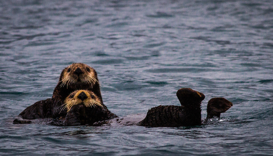 Kenai Fjords