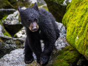 Tongass National Forest