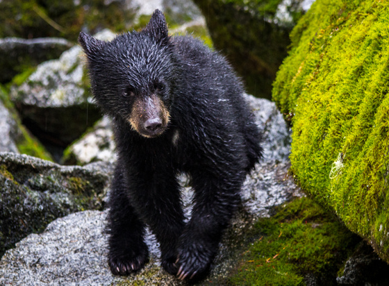 Tongass National Forest