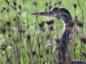 Baskett Slough National Wildlife Refuge