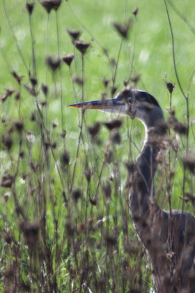 Baskett Slough National Wildlife Refuge