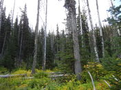 Payette National Forest 